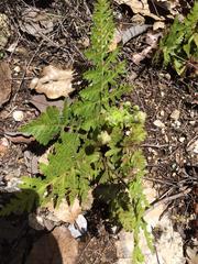 Cheiloplecton rigidum lanceolatum