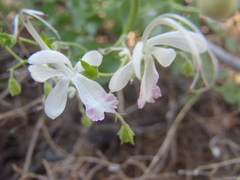 Trichostema arizonicum