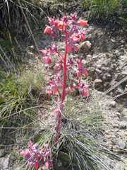 Echeveria rubromarginata
