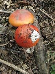 Basidiomycota