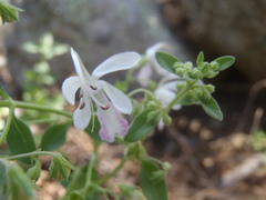 Trichostema arizonicum