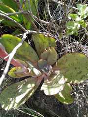Echeveria rubromarginata