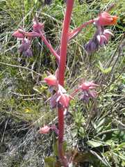 Echeveria rubromarginata
