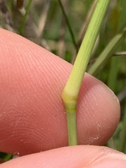 Eragrostis plana