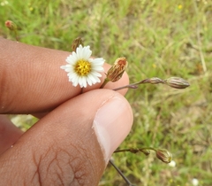 Symphyotrichum expansum