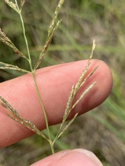 Eragrostis plana