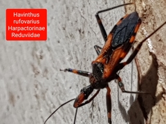 Havinthus rufovarius