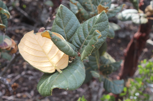 Quercus macvaughii
