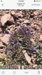 Collomia debilis debilis