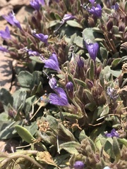 Collomia debilis debilis