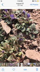 Collomia debilis debilis