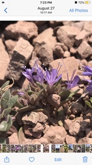 Collomia debilis debilis