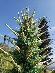 Puya alpestris zoellneri