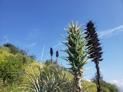 Puya alpestris zoellneri