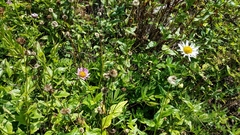 Erigeron aliceae
