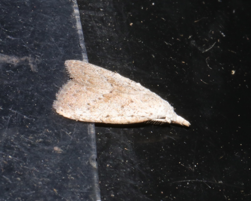 Meganola brunellus