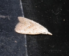 Meganola brunellus