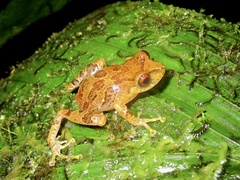 Pristimantis pteridophilus