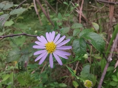 Aster indicus