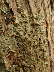 Pseudocyphellaria wilkinsii