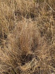 Festuca hallii