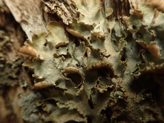 Pseudocyphellaria wilkinsii