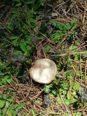 Fungi