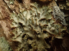 Pseudocyphellaria wilkinsii