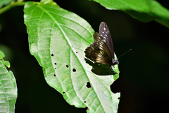 Catasticta flisa flisa