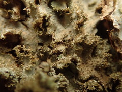 Pseudocyphellaria wilkinsii