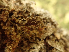 Pseudocyphellaria wilkinsii