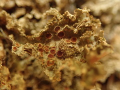Pseudocyphellaria wilkinsii