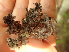 Pseudocyphellaria punctillaris