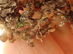 Pseudocyphellaria punctillaris