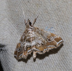 Paracymoriza vagalis