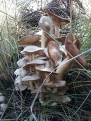 Fungi