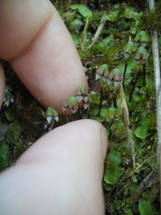 Asterella australis