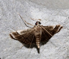 Cangetta hartoghialis