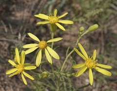 Senecio riddellii