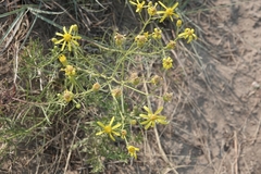 Senecio riddellii