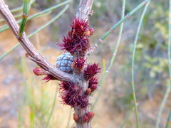 Allocasuarina paludosa