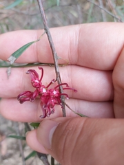 Grevillea diffusa