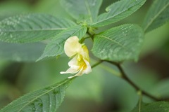 Impatiens scabrida