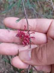 Grevillea diffusa
