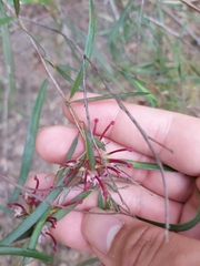 Grevillea diffusa