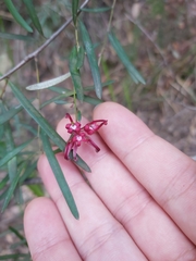 Grevillea diffusa
