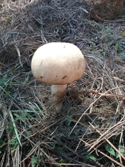 Basidiomycota