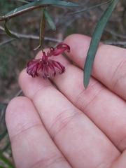 Grevillea diffusa