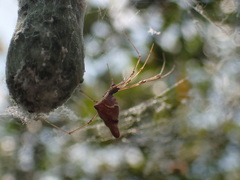 Argyrodes fissifrons