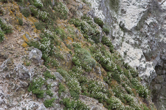 Malacothrix saxatilis implicata